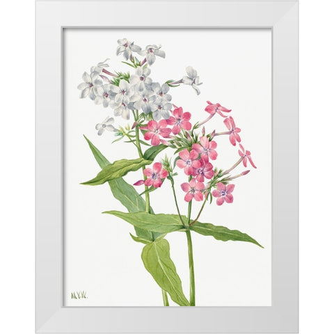 Perennial Phlox White Modern Wood Framed Art Print by Walcott, Mary Vaux