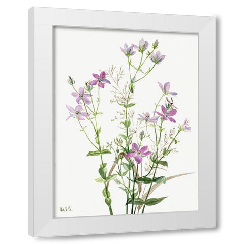 Sabbalia angularis-1880 White Modern Wood Framed Art Print by Walcott, Mary Vaux