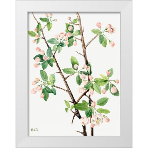 Wild Sweet Crab-1920 White Modern Wood Framed Art Print by Walcott, Mary Vaux
