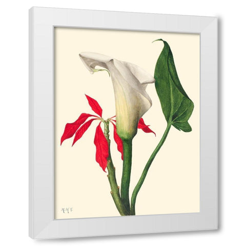 Calla Lily-1877 White Modern Wood Framed Art Print by Walcott, Mary Vaux
