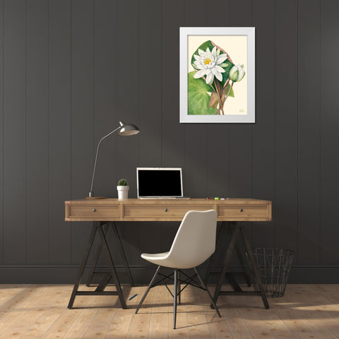American Waterlily-1920 White Modern Wood Framed Art Print by Walcott, Mary Vaux
