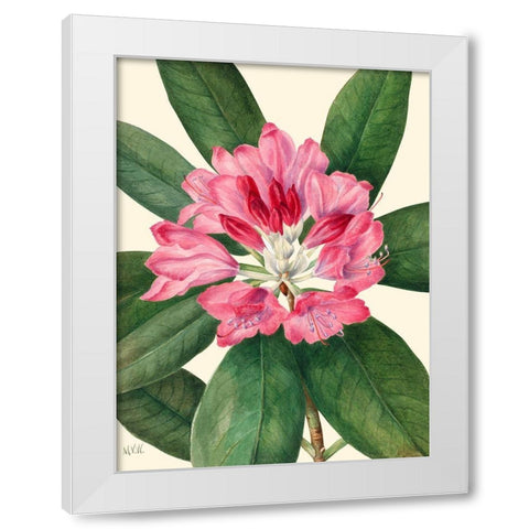 Mountain Rose Bay-1932 White Modern Wood Framed Art Print by Walcott, Mary Vaux