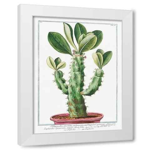 Euphorbio-Spinosum White Modern Wood Framed Art Print by Bonelli, Giorgio