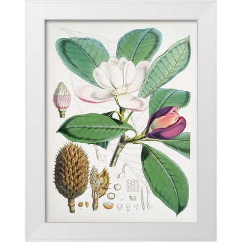 Magnolia Hodgsonii-1855 White Modern Wood Framed Art Print by Fitch, Walter Hood