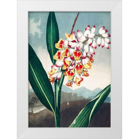 The Nodding Renealmia from The Temple of Flora White Modern Wood Framed Art Print by Thornton, Robert John