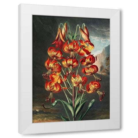 The Lily from The Temple of Flora White Modern Wood Framed Art Print by Thornton, Robert John
