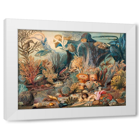 Ocean Life White Modern Wood Framed Art Print by Sommerville, James M.