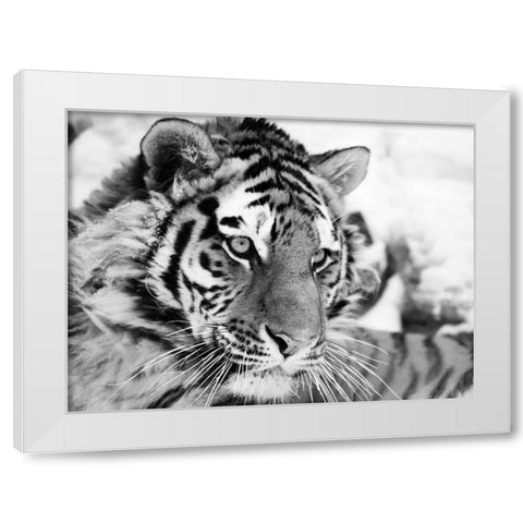 Tiger White Modern Wood Framed Art Print by Cholov, Ivan