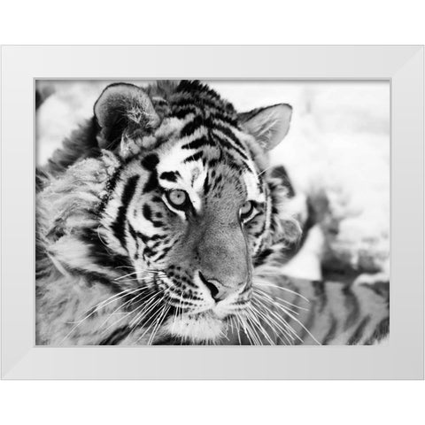 Tiger White Modern Wood Framed Art Print by Cholov, Ivan