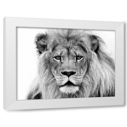 Male Lion White Modern Wood Framed Art Print by Franklin, William