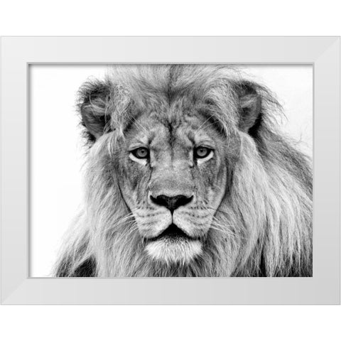 Male Lion White Modern Wood Framed Art Print by Franklin, William