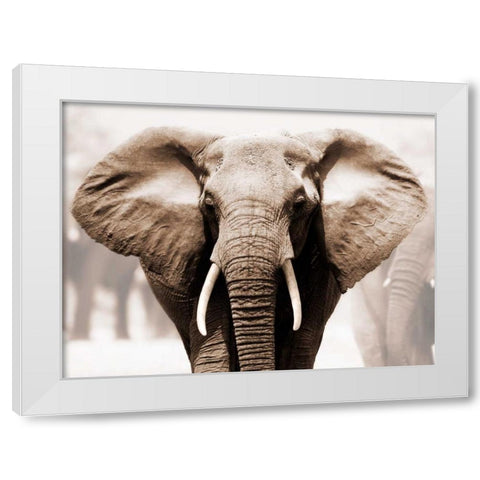 African Elephant White Modern Wood Framed Art Print by Anonymous