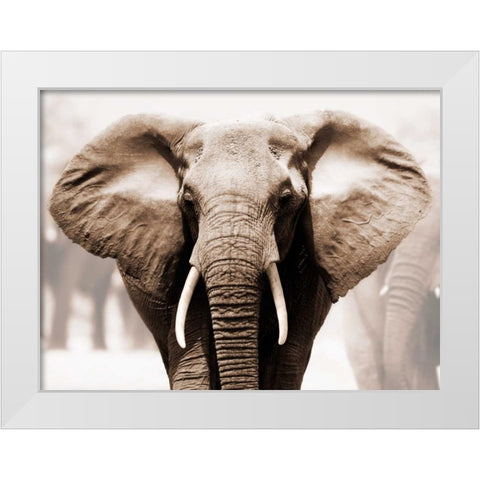 African Elephant White Modern Wood Framed Art Print by Anonymous