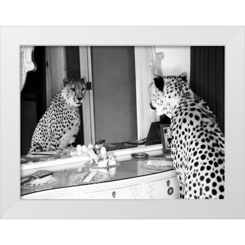 Cheetah looking in mirror White Modern Wood Framed Art Print by Rian, Emma