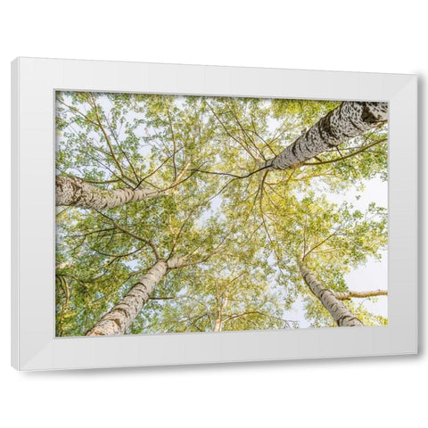 Birch woods in spring White Modern Wood Framed Art Print by Pangea Images