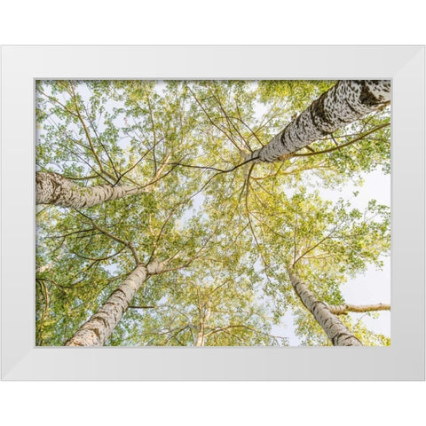 Birch woods in spring White Modern Wood Framed Art Print by Pangea Images