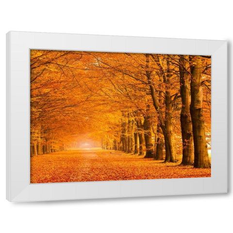 Woods in autumn White Modern Wood Framed Art Print by Pangea Images