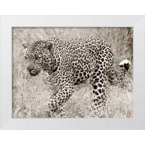 Leopard hunting White Modern Wood Framed Art Print by Anonymous