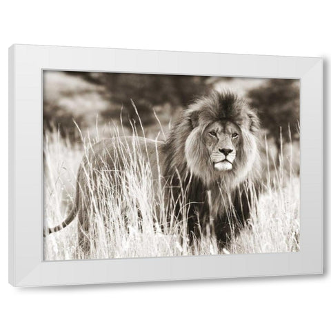 Male lion White Modern Wood Framed Art Print by Anonymous