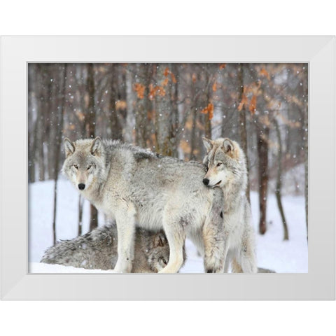 Three grey wolves huddle together during a Quebec snowstorm White Modern Wood Framed Art Print by Anonymous