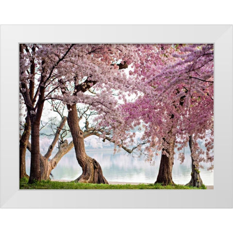 A row of cherry trees bloom at sunrise on the edge of the tidal basin. Washington- USA White Modern Wood Framed Art Print by Anonymous