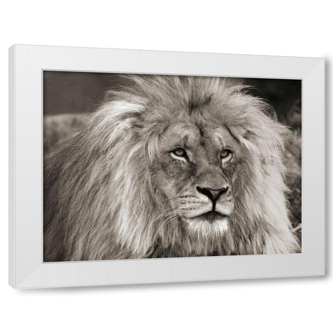 King of Africa White Modern Wood Framed Art Print by Pangea Images