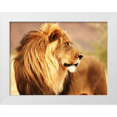 Male lion, Namibia White Modern Wood Framed Art Print by Anonymous