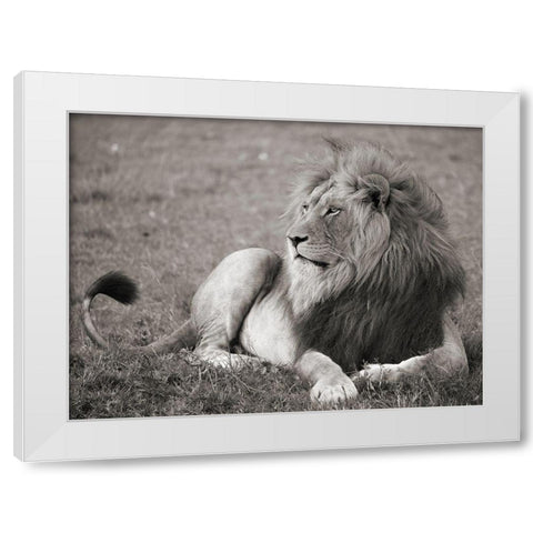 Male lion, Serengeti National Park White Modern Wood Framed Art Print by Pangea Images