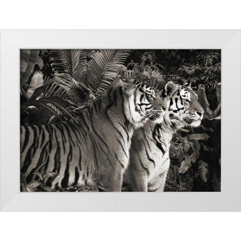 Two Bengal Tigers (BW) White Modern Wood Framed Art Print by Pangea Images