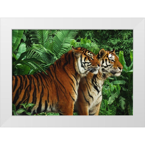 Two Bengal Tigers White Modern Wood Framed Art Print by Pangea Images