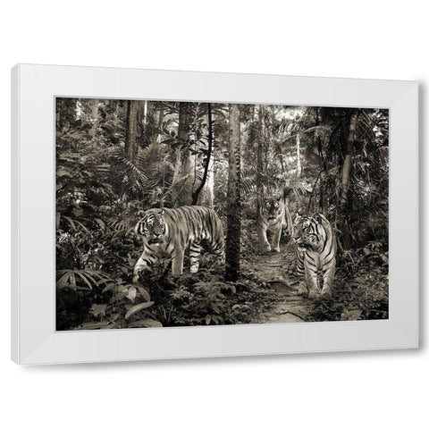 Bengal Tigers (BW) White Modern Wood Framed Art Print by Pangea Images