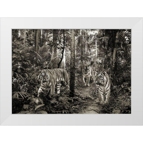 Bengal Tigers (BW) White Modern Wood Framed Art Print by Pangea Images