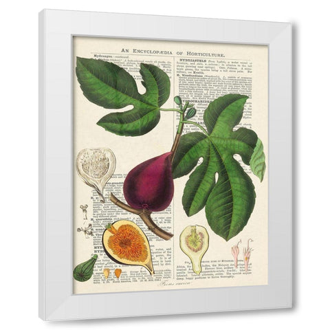 Fruits de saison, Figues White Modern Wood Framed Art Print by Dellal, Remy