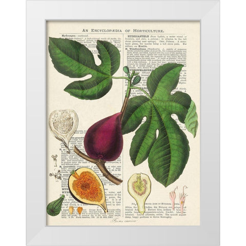 Fruits de saison, Figues White Modern Wood Framed Art Print by Dellal, Remy