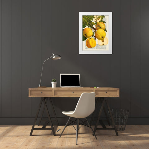 Fruits de saison, Pommes White Modern Wood Framed Art Print by Dellal, Remy