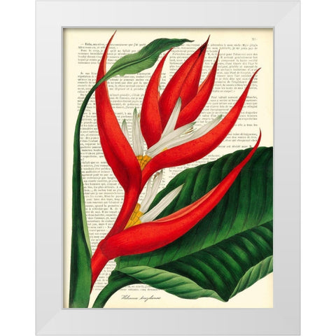 Vintage Botany I White Modern Wood Framed Art Print by Dellal, Remy
