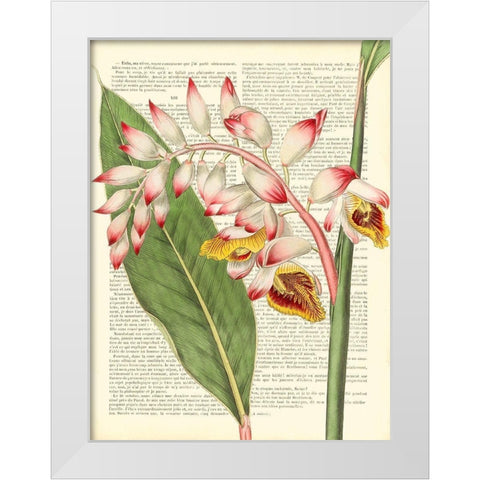 Vintage Botany II White Modern Wood Framed Art Print by Dellal, Remy