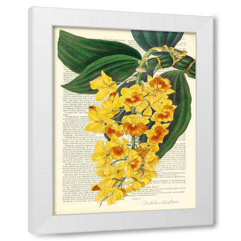 Vintage Botany III White Modern Wood Framed Art Print by Dellal, Remy