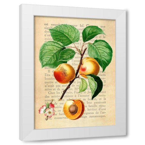 Apricot- After Redoute White Modern Wood Framed Art Print by Dellal, Remy