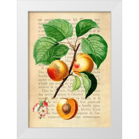 Apricot- After Redoute White Modern Wood Framed Art Print by Dellal, Remy