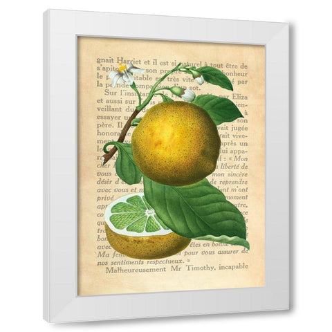 Grapefruit- After Redoute White Modern Wood Framed Art Print by Dellal, Remy