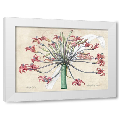 Josephines lily- After Redoute White Modern Wood Framed Art Print by Dellal, Remy