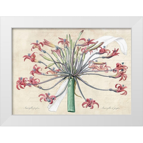 Josephines lily- After Redoute White Modern Wood Framed Art Print by Dellal, Remy