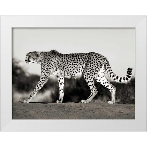 Cheetah, Namibia, Africa White Modern Wood Framed Art Print by Krahmer, Frank