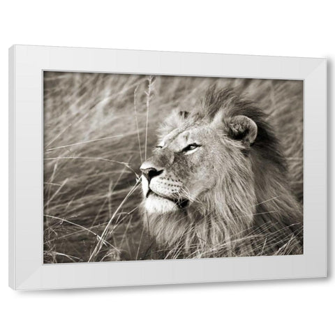 African lion, Masai Mara, Kenya White Modern Wood Framed Art Print by Krahmer, Frank