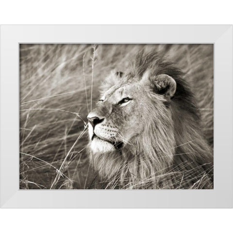 African lion, Masai Mara, Kenya White Modern Wood Framed Art Print by Krahmer, Frank