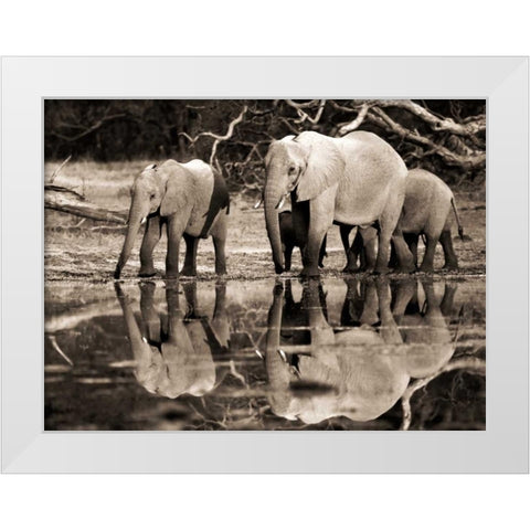 African elephants, Okavango, Botswana White Modern Wood Framed Art Print by Krahmer, Frank