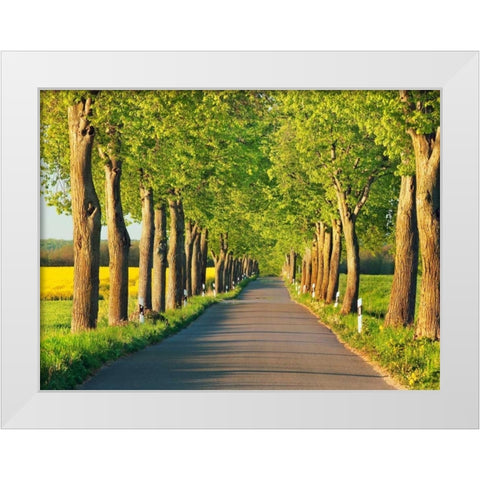 Lime tree alley, Mecklenburg Lake District, Germany White Modern Wood Framed Art Print by Krahmer, Frank