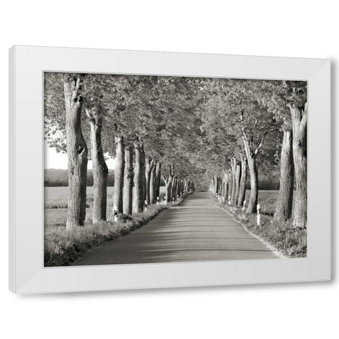 Lime tree alley, Mecklenburg Lake District, Germany White Modern Wood Framed Art Print by Krahmer, Frank