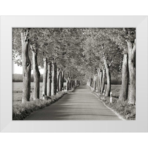 Lime tree alley, Mecklenburg Lake District, Germany White Modern Wood Framed Art Print by Krahmer, Frank